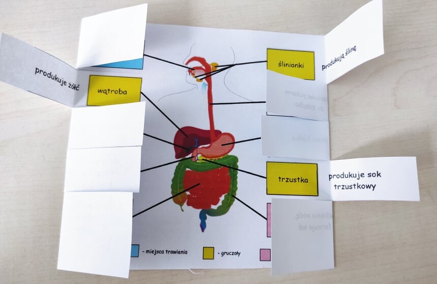 Układ pokarmowy - okienkowa notatka