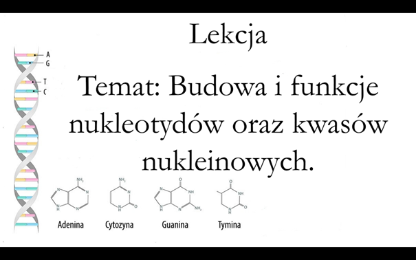 Klasa 1 (rozszerzenie) - Budowa i funkcje nukleotydów oraz kwasów nukleinowych - prezentacja