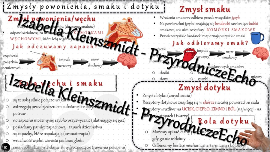 Sketchnotka - notatka „Zmysły powonienia, smaku i dotyku” wykonana w power point do edycji. Biologia 7; „Narządy zmysłów”