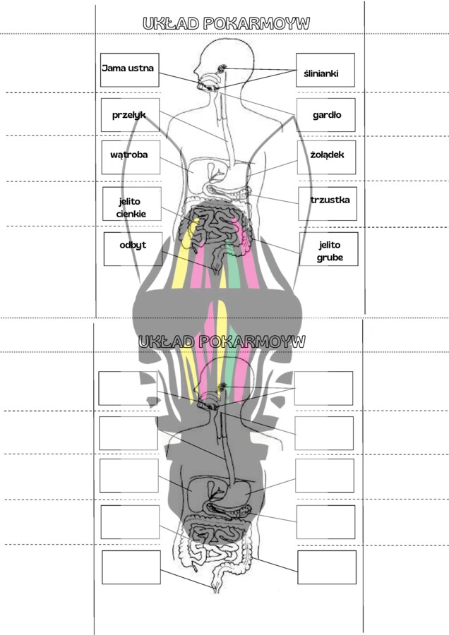 Układ pokarmowy - notatka do zeszytu format a5