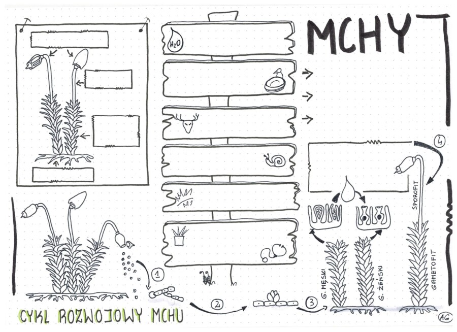 Mchy klasa 5 - Biologia KP