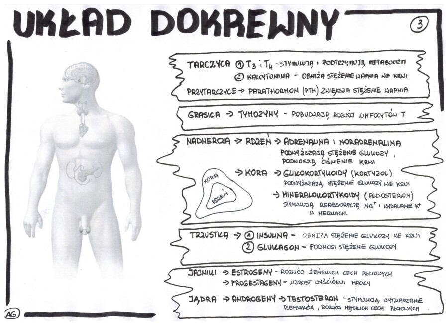 Biologia. Układ dokrewny - wklejka 3