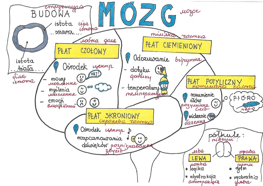 układ nerwowy klasa 7 - sketchnotki przetłumaczone na j. ukraiński