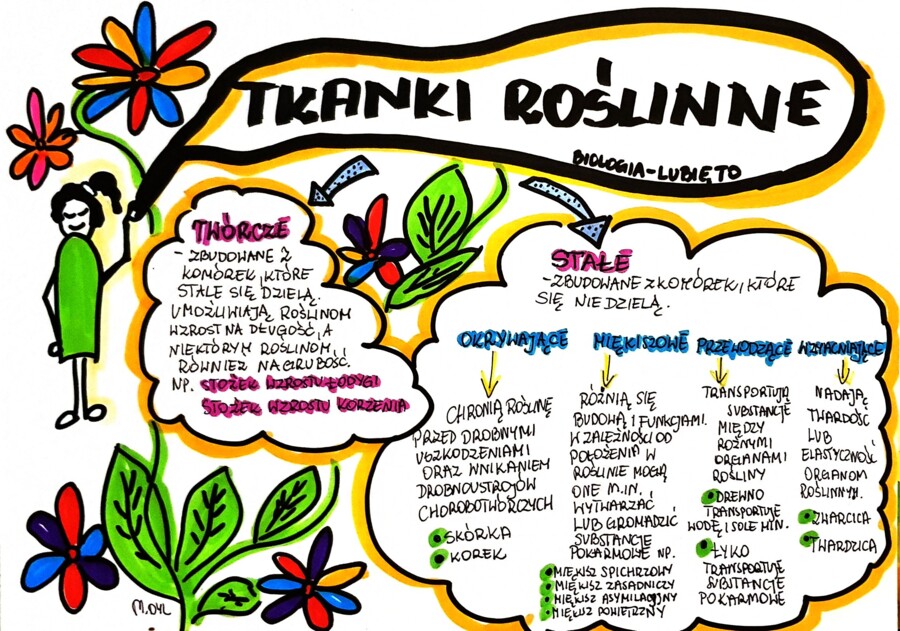 Klasa 5. Biologia. Tkanki roślinne (karta pracy kolorowa)