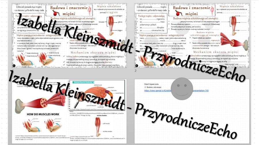 Minizestaw na temat „Budowa i rola mięśni” – sketchnotka + karta pracy w power point + gratisowy link do prezentacji multimedialnej niekomercyjnej wykonanej w genial.ly do indywidualnego pobrania i użycia do celów niekomercyjnych. Biologia 7, „Układ ruch