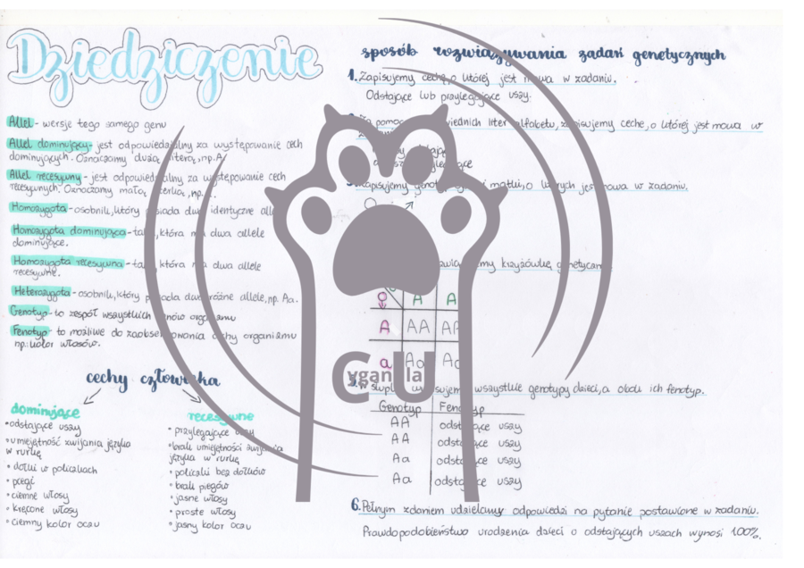 MEGA PAKA: Genetyka & Podziały Komórkowe – Notatki Wizualne: Mitoza, Mejoza, DNA, Krzyżówki genetyczne