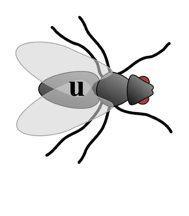 Ortograficzne polowanie na muchy – gra ortograficzna