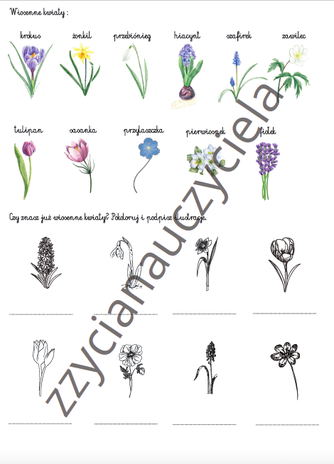 Wiosna - karty pracy