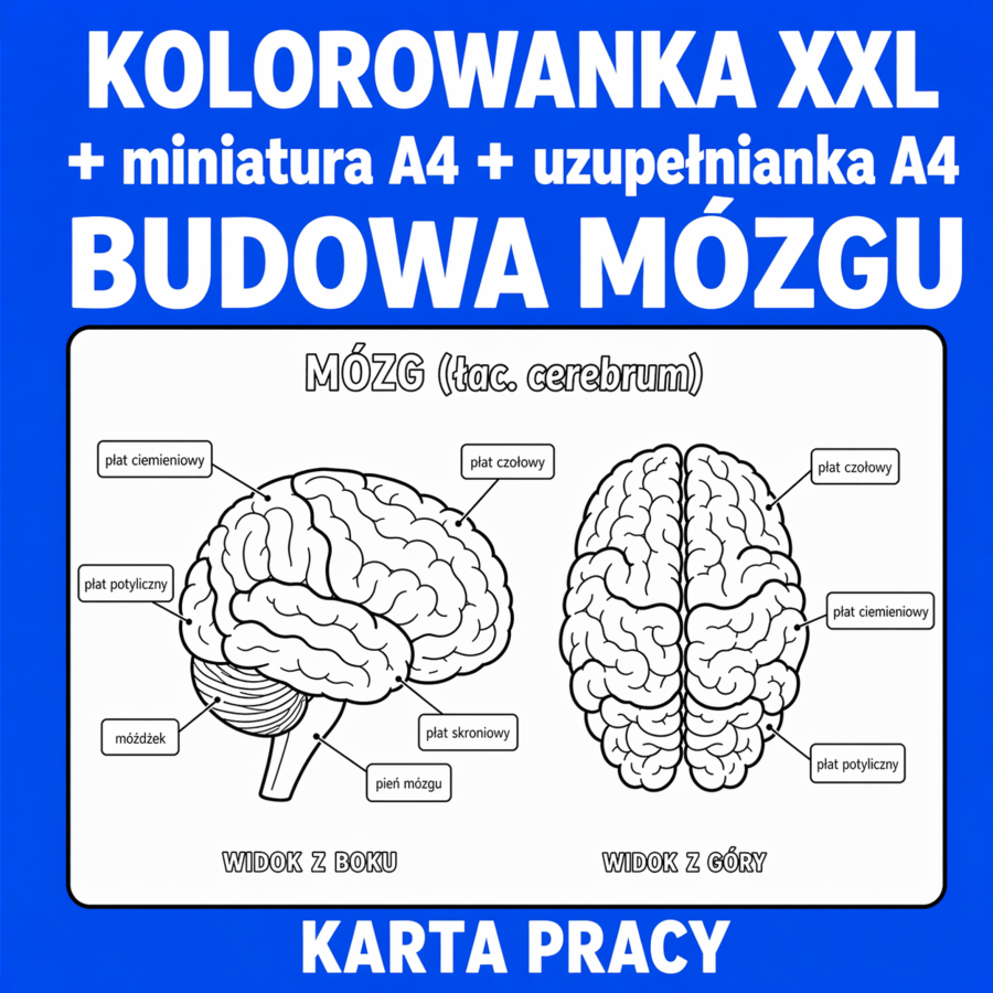BUDOWA MÓZGU - pakiet: kolorowanka XXL (2 warianty)+kolorowankaA4+uzupełniankaA4; układ nerwowy, karta pracy