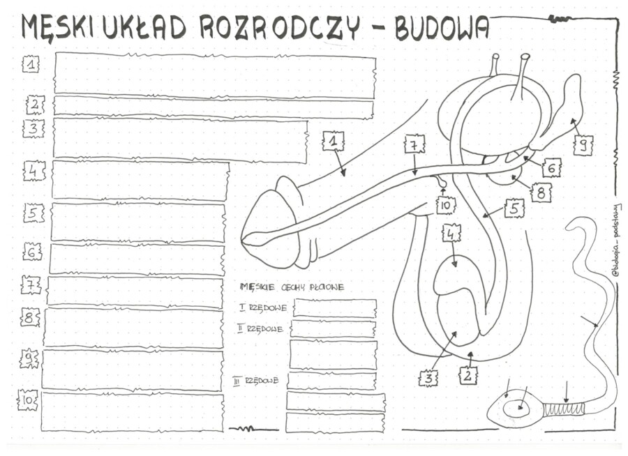 Męski układ rozrodczy- klasa 7 - KP