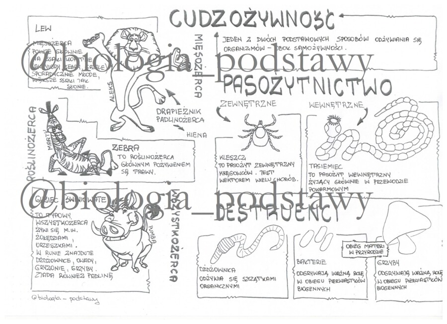 Klasa 5 - Cudzożywność - sketchnotka