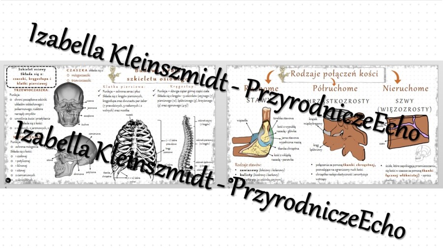 Sketchnotka - notatka „Budowa i rola szkieletu osiowego” wykonana w power point do edycji. Biologia 7; „Aparat ruchu”