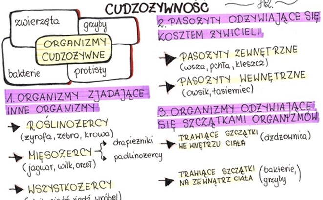 Cudzożywność (sketchnotka)
