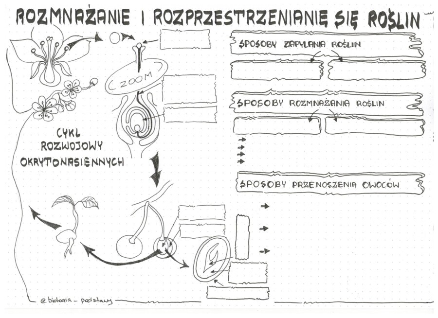 rośliny okrytonasienne cz.2 - klasa 5 - KP
