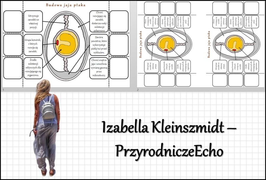 Notatka okienkowa „Budowa jajka ptaka” w pdf. „Ptaki-kręgowce zdolne do lotu”, Biologia 6 dział „Kręgowce stałocieplne”.