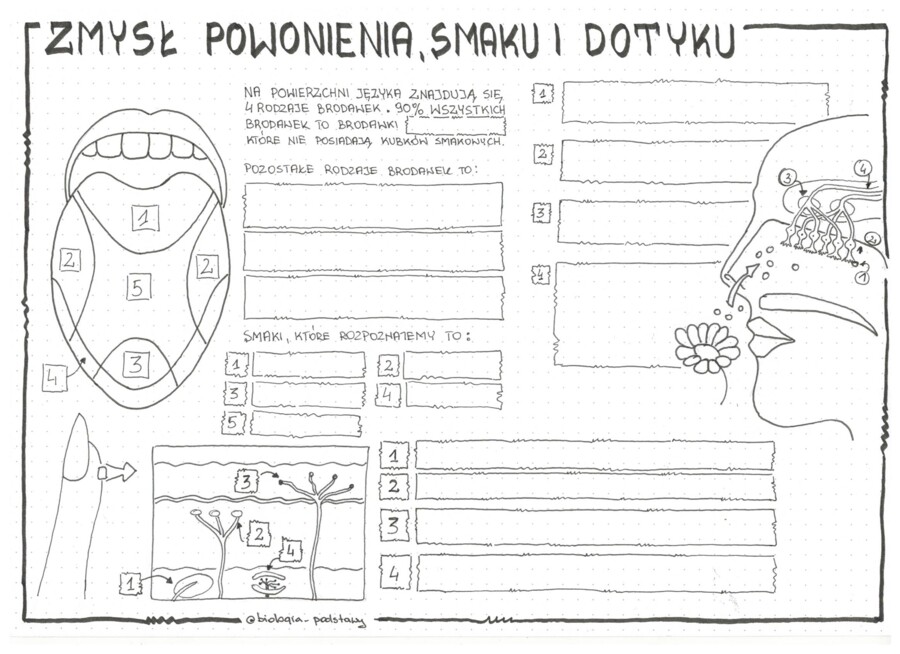 Zmysł smaku, powonienia, dotyku - klasa 7 - KP