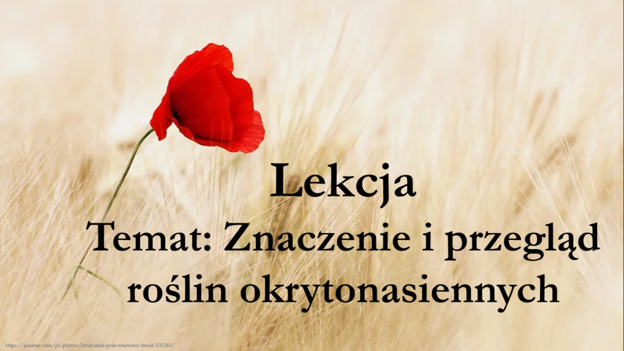 Okrytonasienne - klasa 5 - prezentacja cz.3