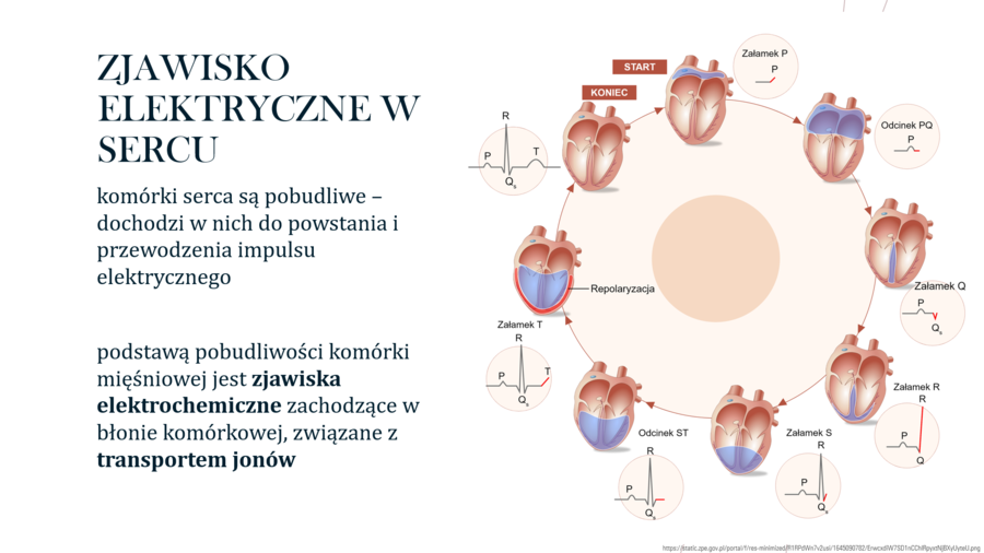 Funkcjonowanie układu krwionośnego KLASA 3 ROZSZERZENIE BIOLOGIA