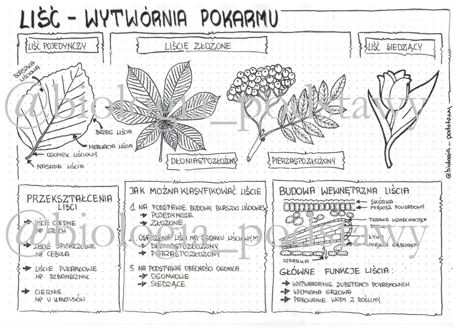Klasa 5 - Liść - sketchnotka
