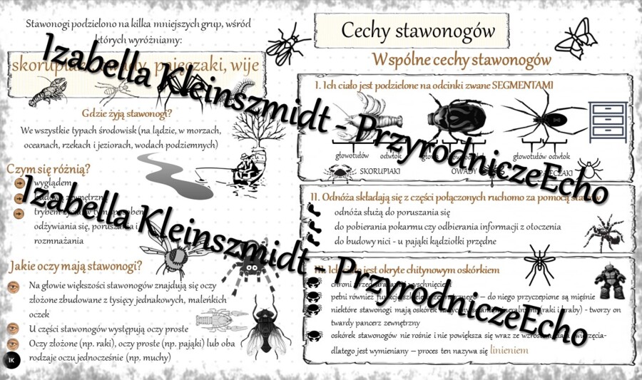 Sketchnotka - notatka „Cechy stawonogów” wykonana w power point do edycji. Biologia 6; „Stawonogi i mięczaki”