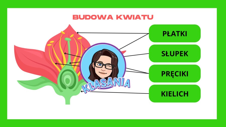 Wklejka - Budowa kwiatu