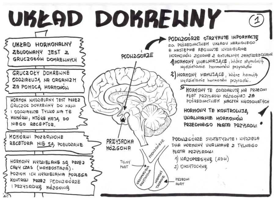 Biologia. Układ dokrewny - wklejka 1