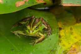 Płazy - kręgowce wodno-lądowe