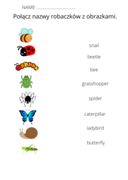Bugs - nazwy owadów.