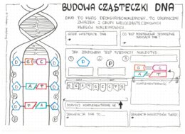 Klasa 8 - Budowa DNA - karta pracy