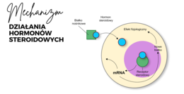 Układ hormonalny 3 KLASA ROZSZERZENIE BIOLOGIA