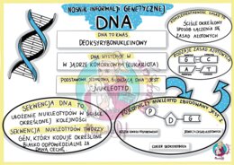 Nośnik informacji genetycznej - DNA - sketchnotka - klasa 8