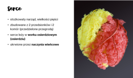 Układ krwionośny i limfatyczny KLASA 2 PODSTAWA BIOLOGIA