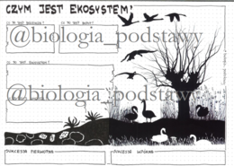 Klasa 8 - czym jest ekosystem? - KP