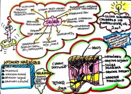 Klasa 7. Biologia. Skóra (karta pracy kolorowa)