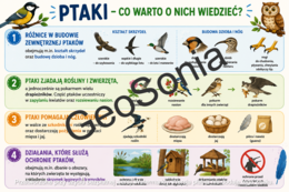 Przegląd i znaczenie ptaków  biologia klasa 6 sketchnotka