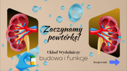 Układ wydalniczy/układ moczowy - budowa i funkcje - ćwiczenia online na monitor interaktywny + 2x karty pracy gratis