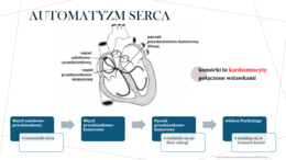Funkcjonowanie układu krwionośnego KLASA 3 ROZSZERZENIE BIOLOGIA