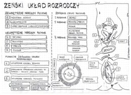 Żeński układ rozrodczy - klasa 7 - sketchnotka