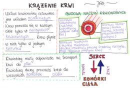 Krążenie krwi (sketchnotka)