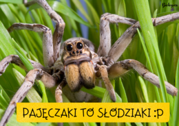 Pajęczaki to słodziaki :)