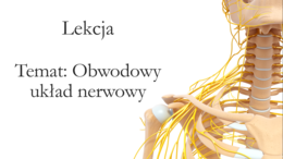 Klasa 7 - Obwodowy układ nerwowy - prezentacja