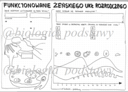 Klasa 7 - Funkcjonowanie żeńskiego układu rozrodczego - KP