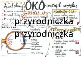 Klasa 7. Biologia. Oko (Sketchnotka)