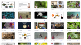 Prezentacja multimedialna w genial.ly „Pajęczaki – stawonogi, które mają cztery pary odnóży” – do edycji i pobrania – biologia klasa VI, dział III – temat 4