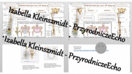 Minizestaw na temat „Szkielet kończyn” – sketchnotka + karta pracy w power point + gratisowy link do prezentacji multimedialnej niekomercyjnej wykonanej w genial.ly do indywidualnego pobrania i użycia do celów niekomercyjnych. Biologia 7, „Układ ruchu”