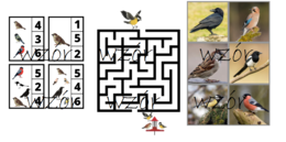 Ptaki zimą - pakiet