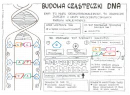 Klasa 8 - Budowa DNA - sketchnotka