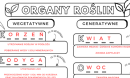 Organy wegetatywne i generatywne roślin (liście, łodyga, korzeń, owoce, kwiat)