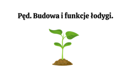 Pęd + liść 2 KLASA ROZSZERZENIE