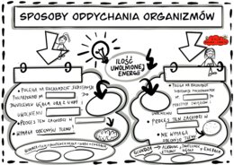 Klasa 5. Biologia. Karta pracy. Sposoby oddychania organizmów. (Karta pracy do uzupełnienia)